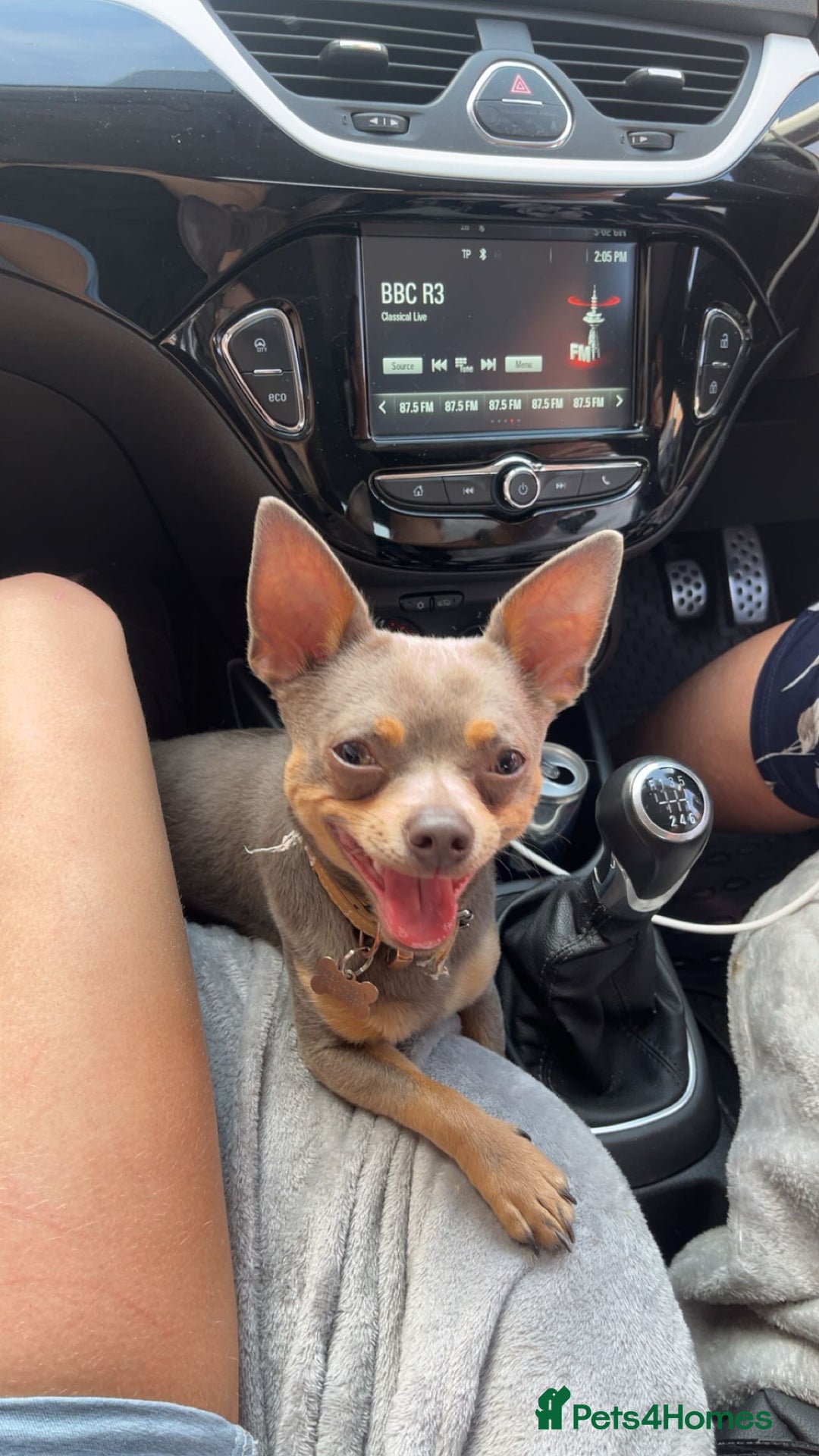 Chihuahua dogs for stud: Male Smooth Haired Chihuahua. - Image 1