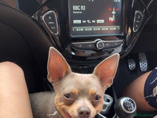 Chihuahua dogs - Advert 26