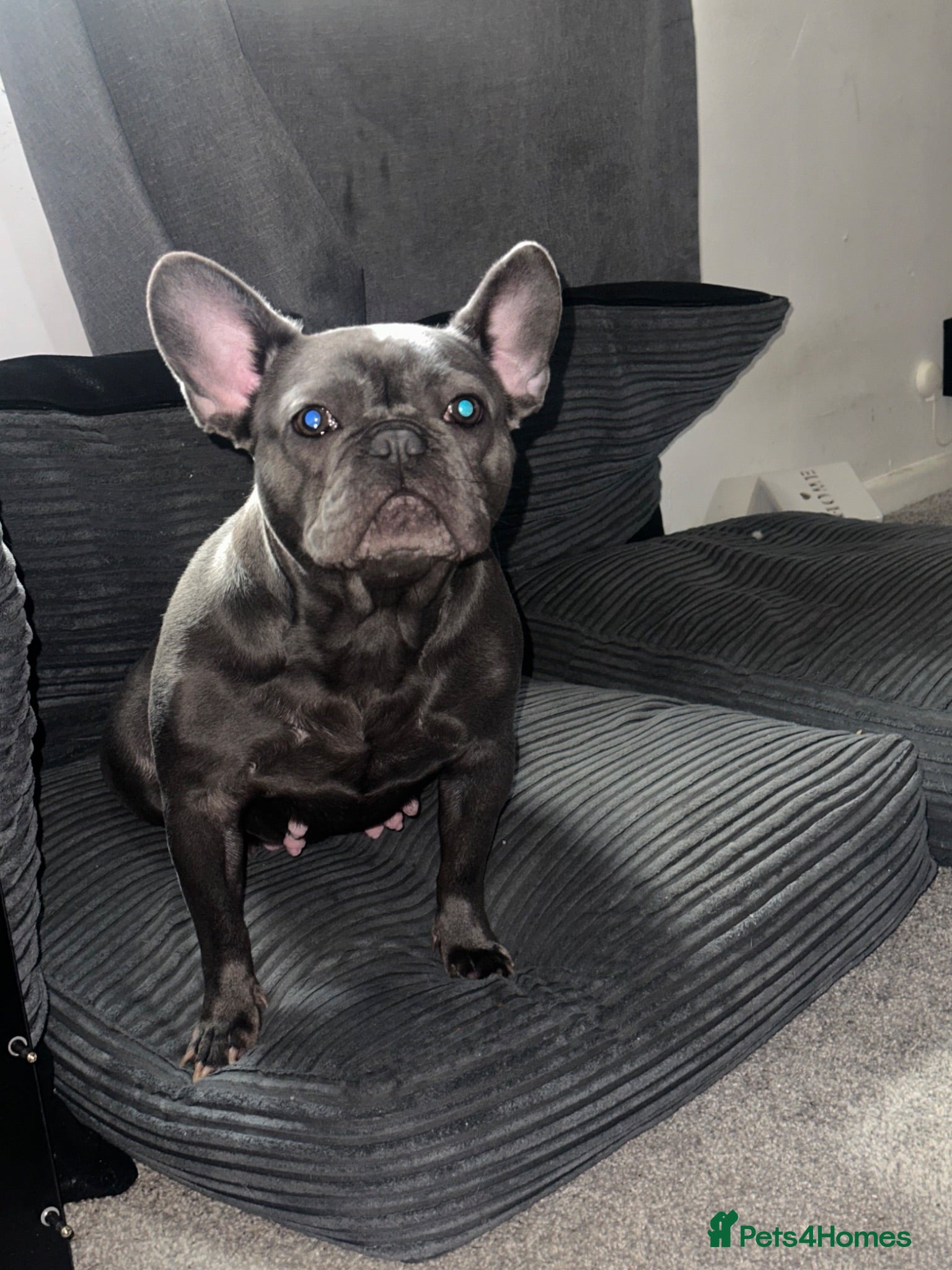 French Bulldog dogs French bulldog kc registered  - Advert 1