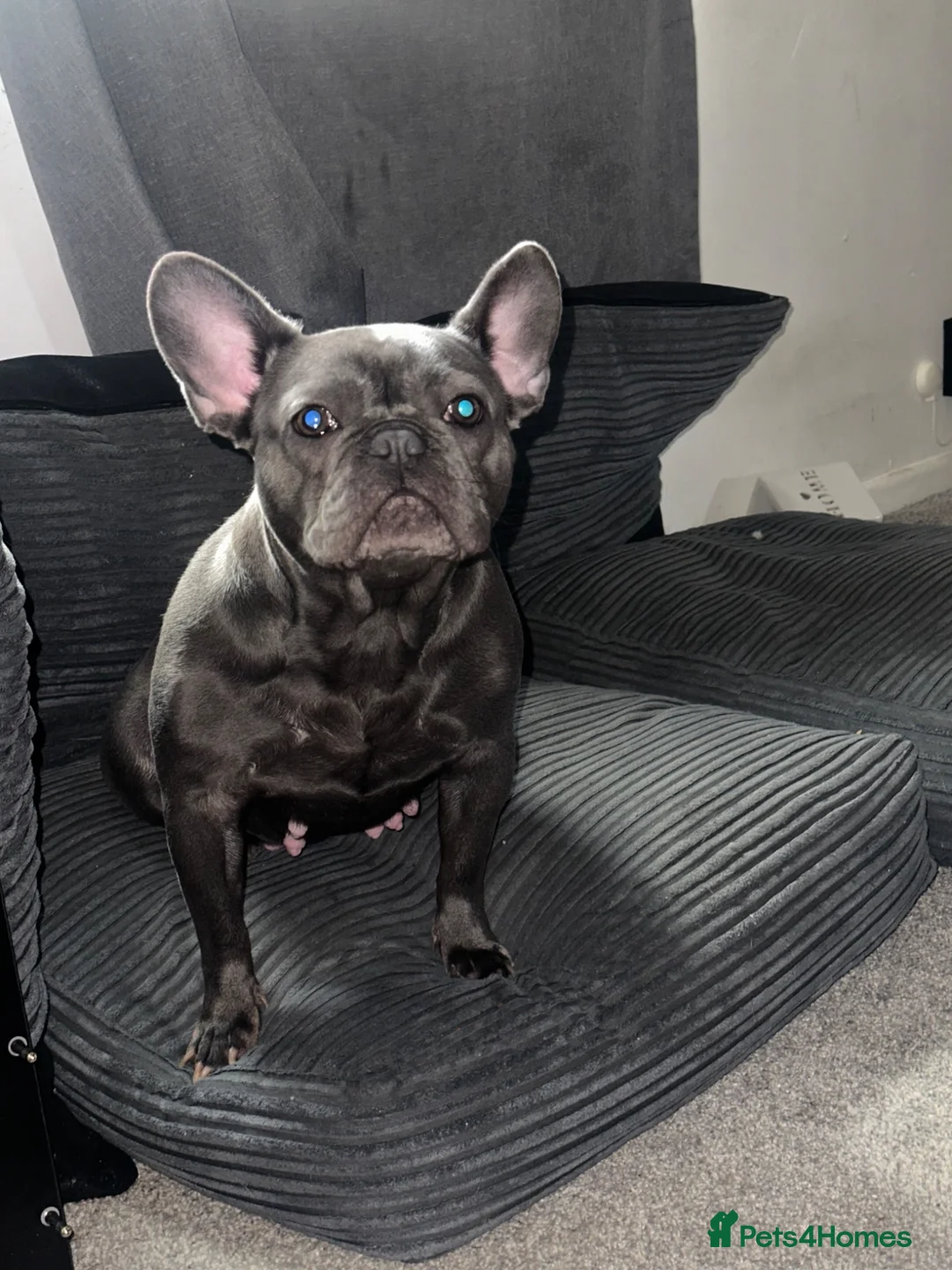French Bulldog dogs for sale: French bulldog kc registered  in Milton Keynes - Advert 1