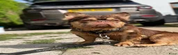 French Bulldog dogs for stud: Rojo & Tan fluffy STUD - Advert 3