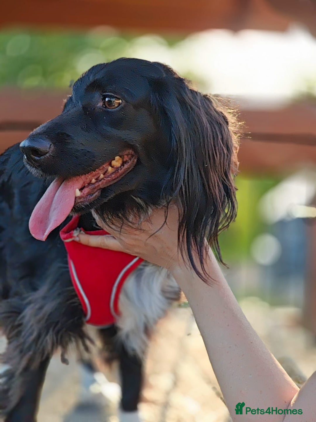 Cocker Spaniel dogs for adoption: 💖🐶 MIKA 🐶💖 - Image 14
