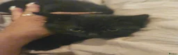 Mixed Breed cats for sale: 4 adorable kittens  - Advert 9