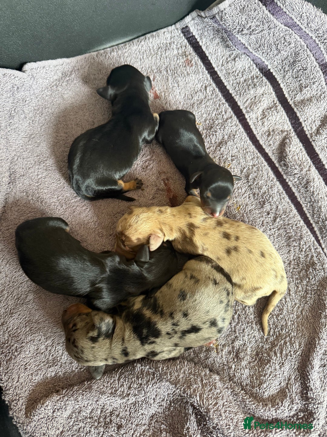 Dachshund dogs for sale: Litter of standard Dachshund  - Image 17
