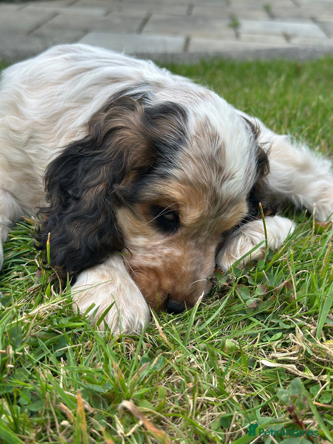 Cocker Spaniel dogs for sale: STUNNING Rizi Bizi sired Cocker puppies DNA Tested - Image 33