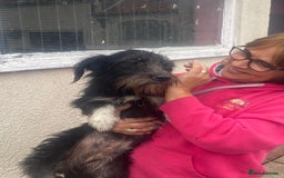 Mixed Breed dogs for adoption: Meet MARIA (!) - a Beautiful and Affectionate Girl - Image 8