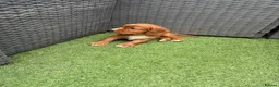 Cocker Spaniel dogs for sale: Red KC cocker spaniel puppies  - Advert 11
