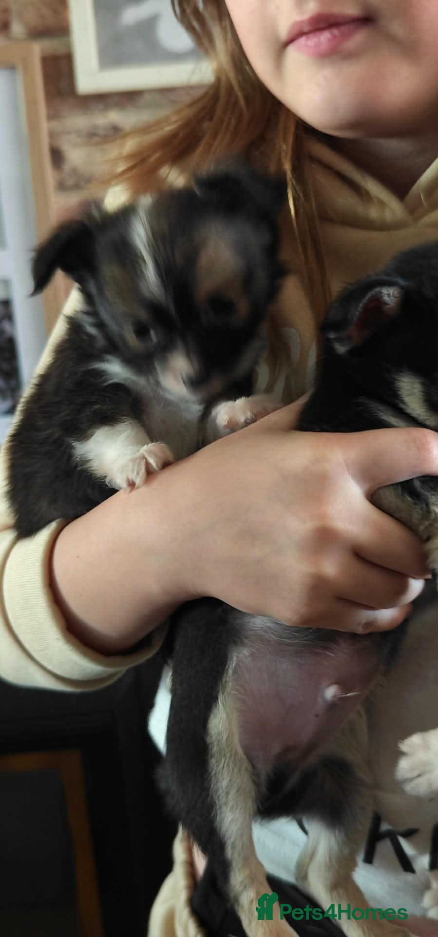 Chihuahua dogs for sale: Chichuchala  - Advert 2