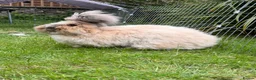 Angora rabbits for sale: Beautiful Angora Babies ready this week - Advert 10