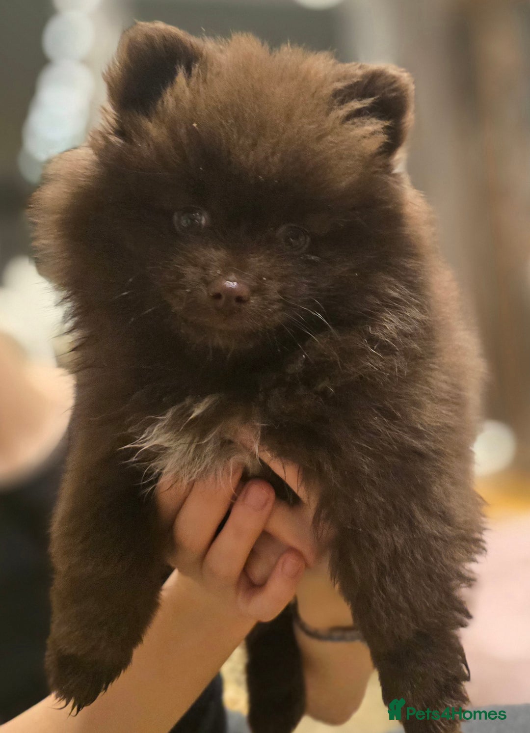 Pomeranian dogs for sale: Stunningly beautiful Pomeranian babies - Advert 12
