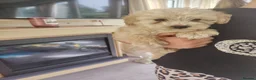 Cavapoo dogs for sale: Cavapoo puppys - Advert 17