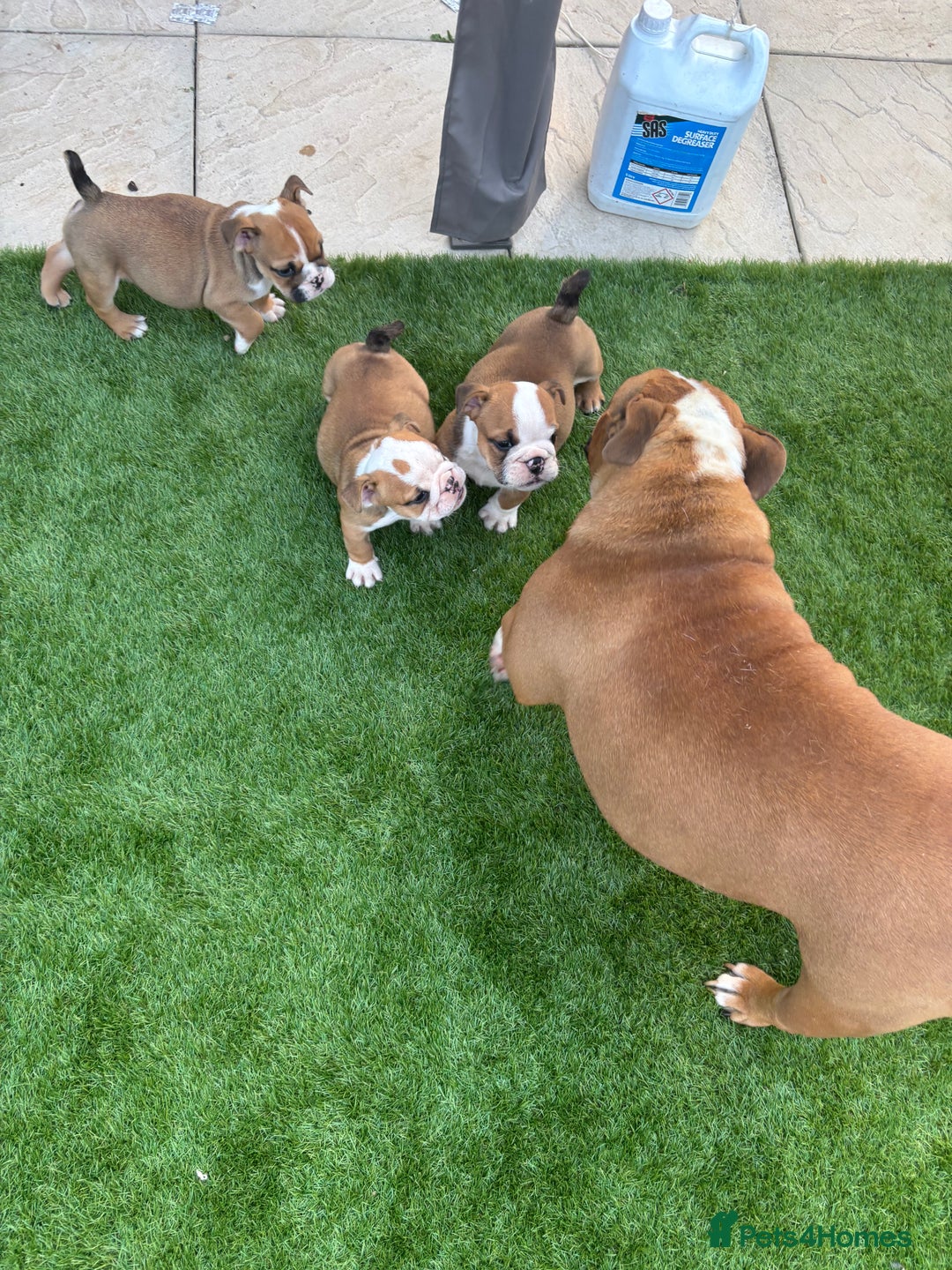 English Bulldog dogs for sale: English bulldog puppies  - Image 7