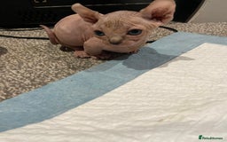 Sphynx cats for sale: Sphynx kittens for sale  - Image 9