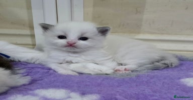 Ragdoll cats - Advert 5