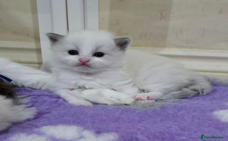 Ragdoll cats - Advert 5