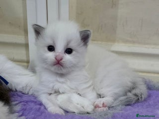 Ragdoll cats Beautiful Seal Ragdoll Kittens - Advert 9