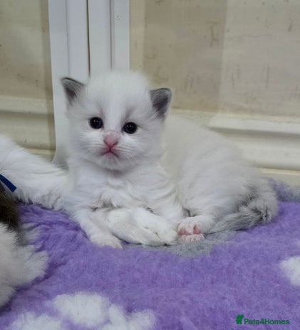 Ragdoll cats - Advert 5