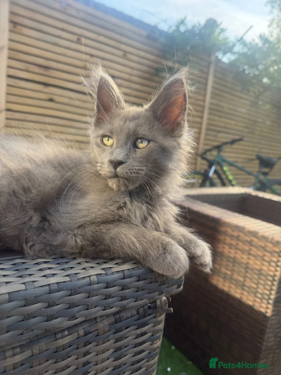 Maine Coon cats for sale:  ** n European Maine coon kittens  in Benfleet - Advert 8
