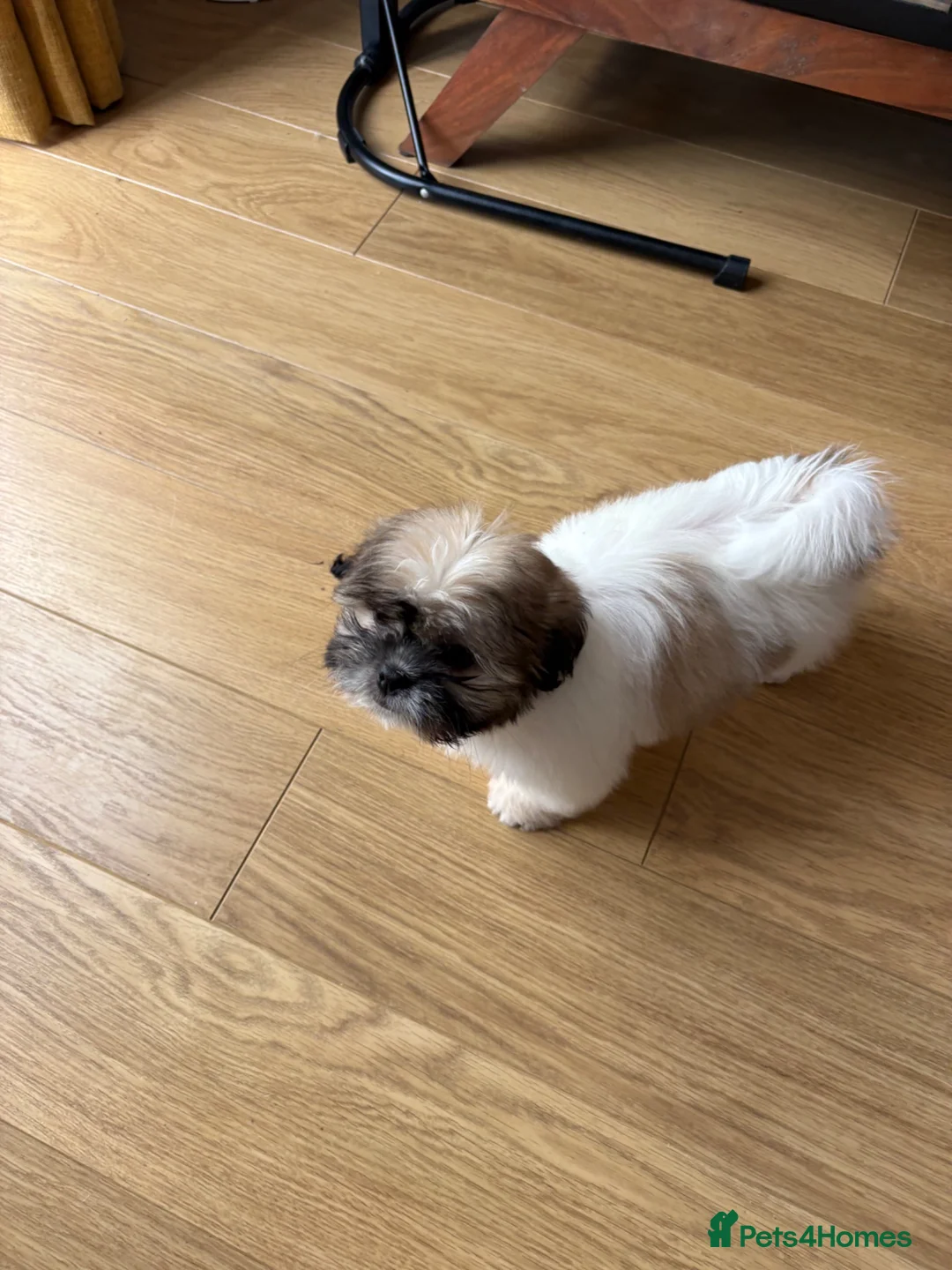 Shih Tzu dogs for sale: Male Shihtzu puppy  in Deeside - Advert 4