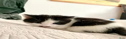 Domestic Shorthair cats for sale: Beautiful kittens ready in 5 weeks - Advert 33
