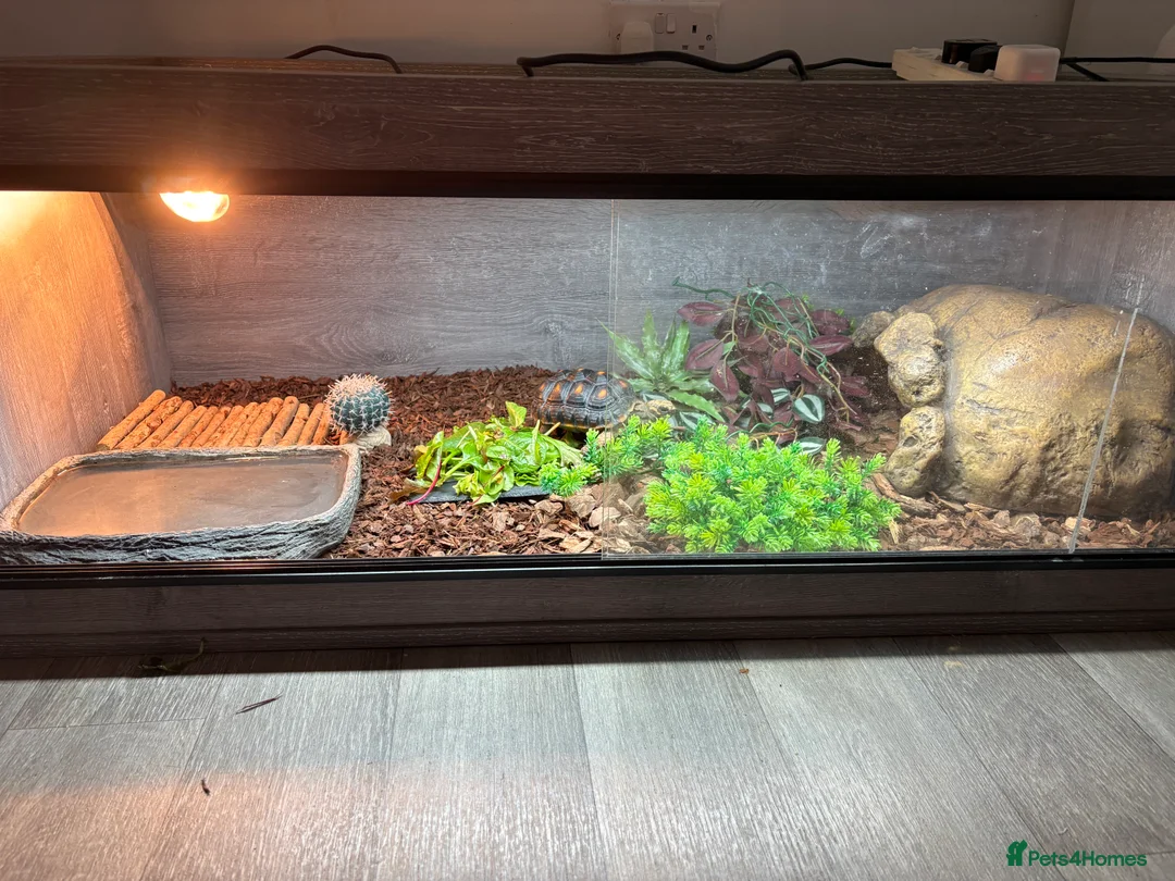 Tortoise reptiles for sale: Red footed tortoise  - Advert 7