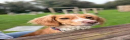 Cockapoo dogs for sale: 🐾 COCKAPOO PUPPIES DUE 6TH SEPTEMBER 🐾 - Advert 3