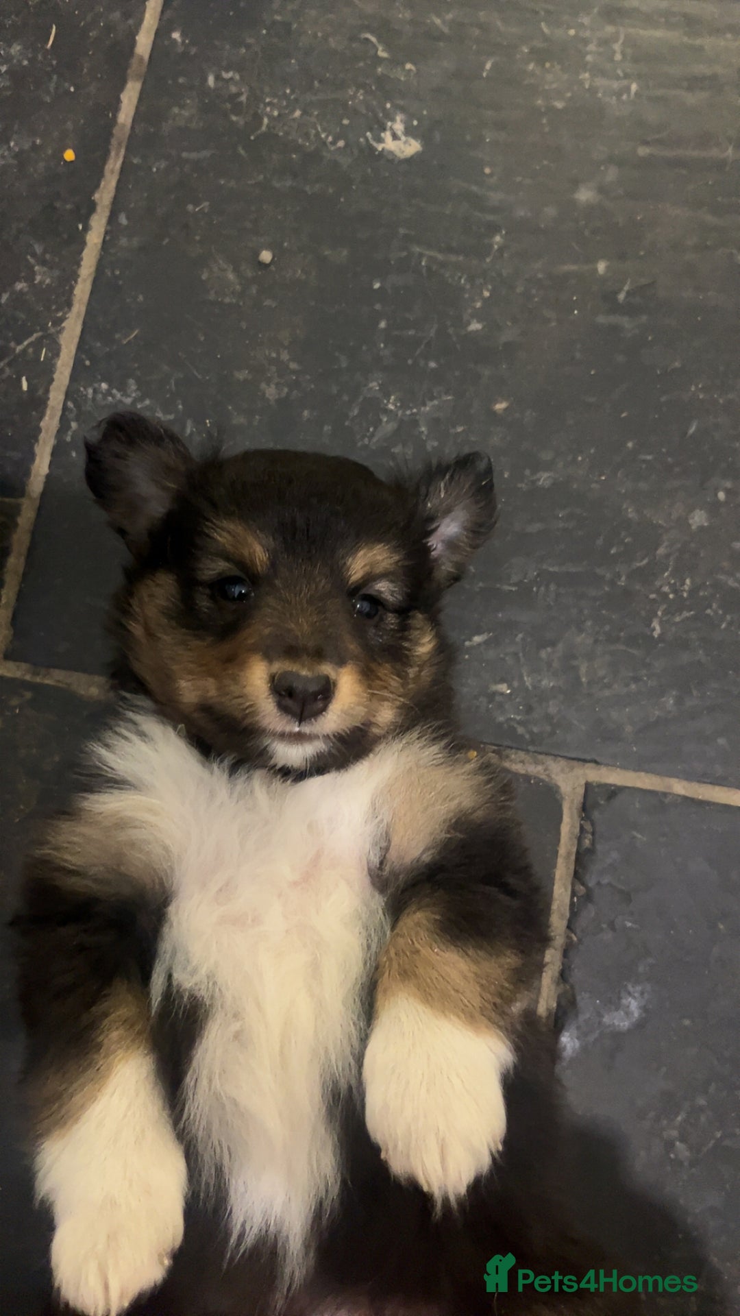 Shetland Sheepdog dogs for sale: Shetland sheepdog puppies  - Advert 7
