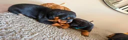 Rottweiler dogs for sale: WORLD CHAMPION CHUNKY ROTTWEILERS  - Advert 40