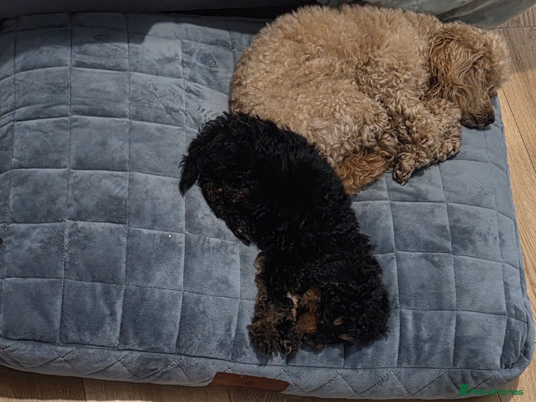 Toy Poodle dogs for sale: KC reg male phantom toy poodle - Advert 4