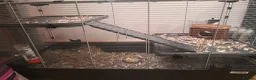 Rat rodents for sale: Rats for sale - Advert 2