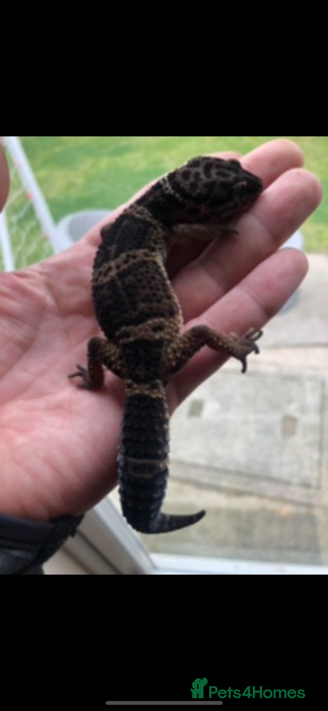 Leopard Gecko reptiles for sale: 3 x pure black night leopard geckos - Advert 11