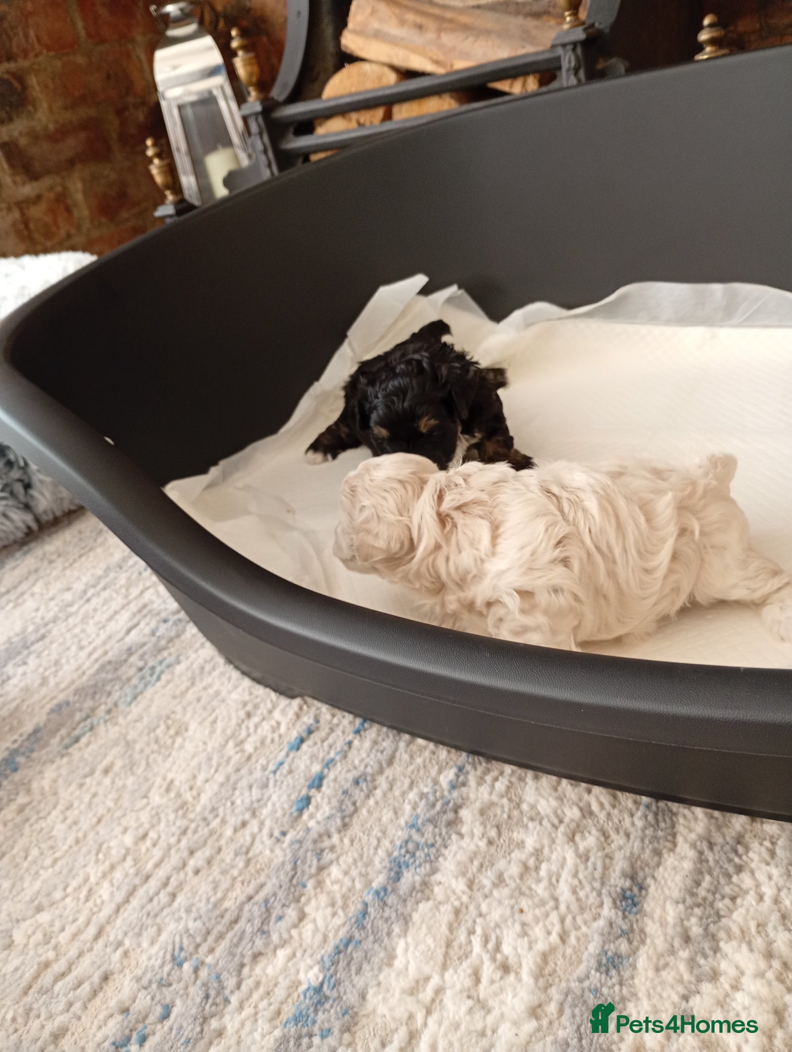Maltipoo dogs for sale: Truly Outstanding Maltipoo Puppies in Hartlepool - Advert 5