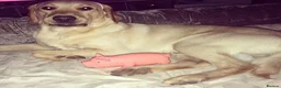 Labrador Retriever dogs for sale: Adult Male Labrador  - Advert 5