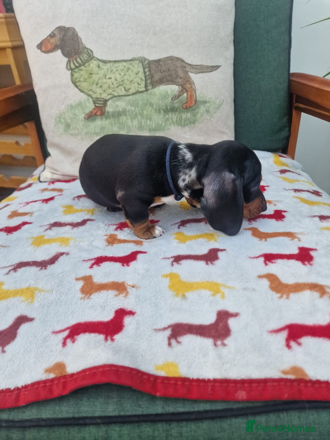 Miniature Dachshund dogs for sale: 🐾 Miniature Dachshund Puppies for Sale 🐾 - Image 24