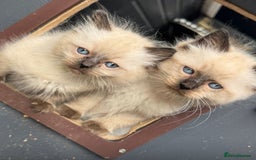 Ragdoll cats for sale:  ragdoll kittens  - Image 9