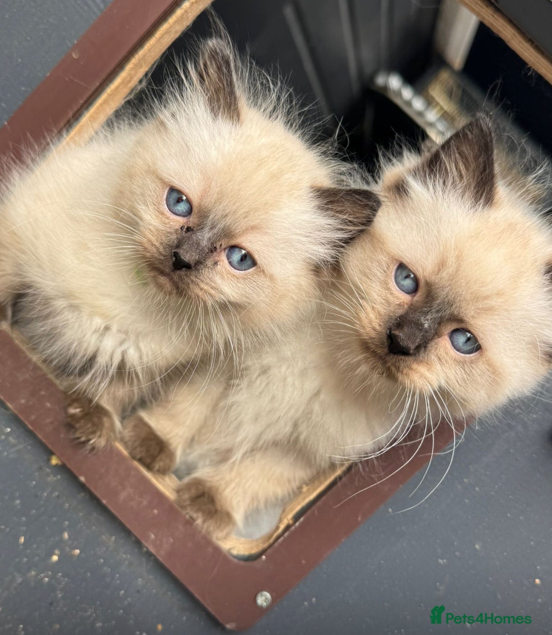 Ragdoll cats for sale:  ragdoll kittens  - Image 9
