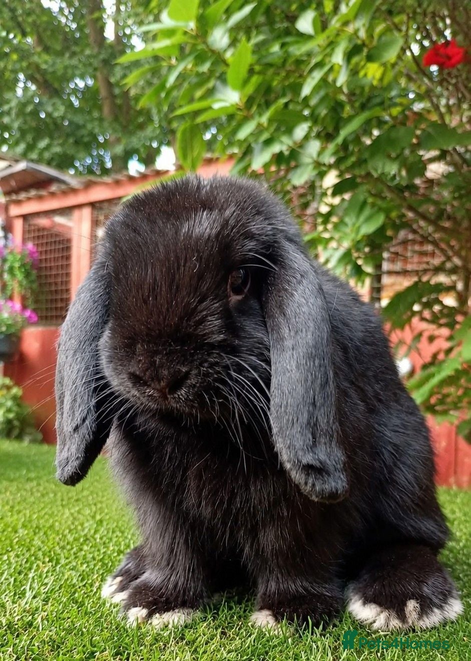 Mini Lop rabbits Mini lop  - Advert 8