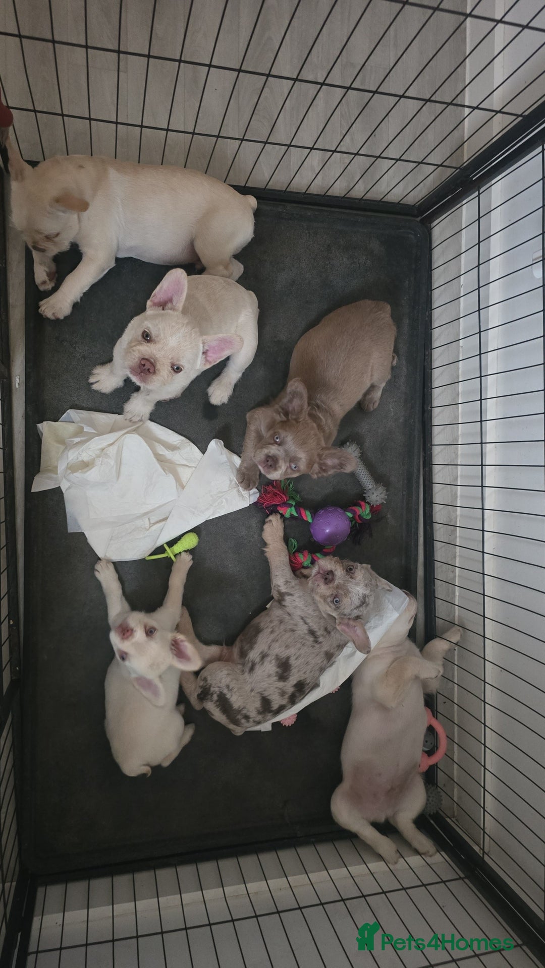 French Bulldog dogs for sale: Pet price pup sale - Image 5