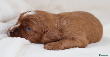 Cavalier King Charles Spaniel dogs - Advert 2