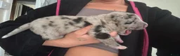 Mixed Breed dogs for sale: Beautiful Chunky pups  - Advert 12