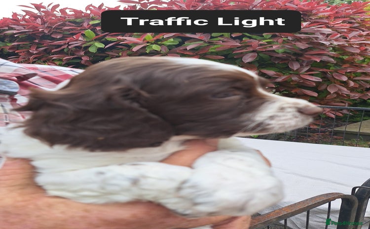 English Springer Spaniel dogs for sale in Bristol - Advert 2