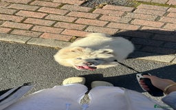 Chow Chow dogs for sale: Female chow chow  - Image 4
