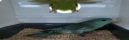 Parakeets birds for sale: Lineolated Parakeet breeding pairs for sale - Advert 9