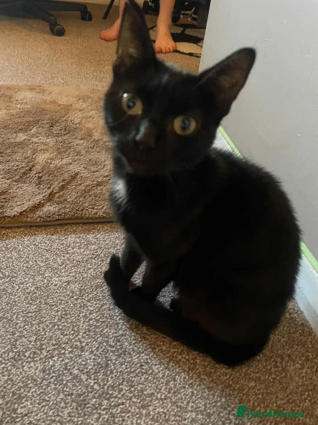 Mixed Breed cats for sale: 4 boys  - Advert 1