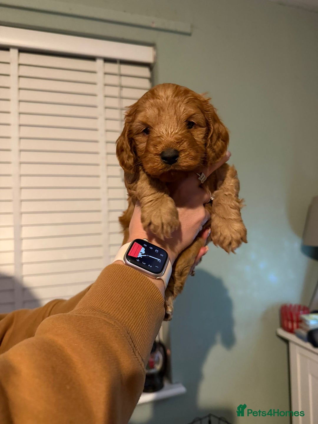 Cockapoo dogs for sale: 6 gorgeous Cockapoo puppies for sale  - Advert 5