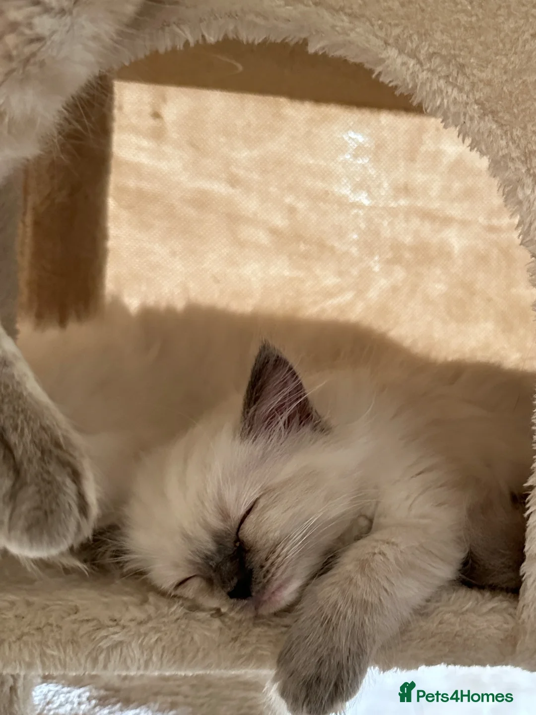 Ragdoll cats for sale: Ragdoll kittens - Advert 5