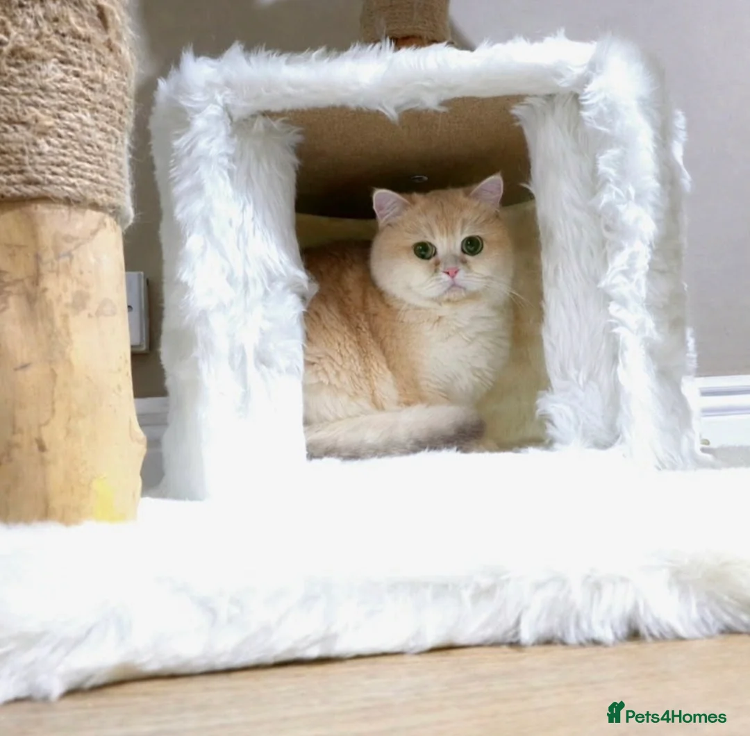 British Shorthair cats for sale: TICA ACTIVE Blue golden British shorthair - Advert 3