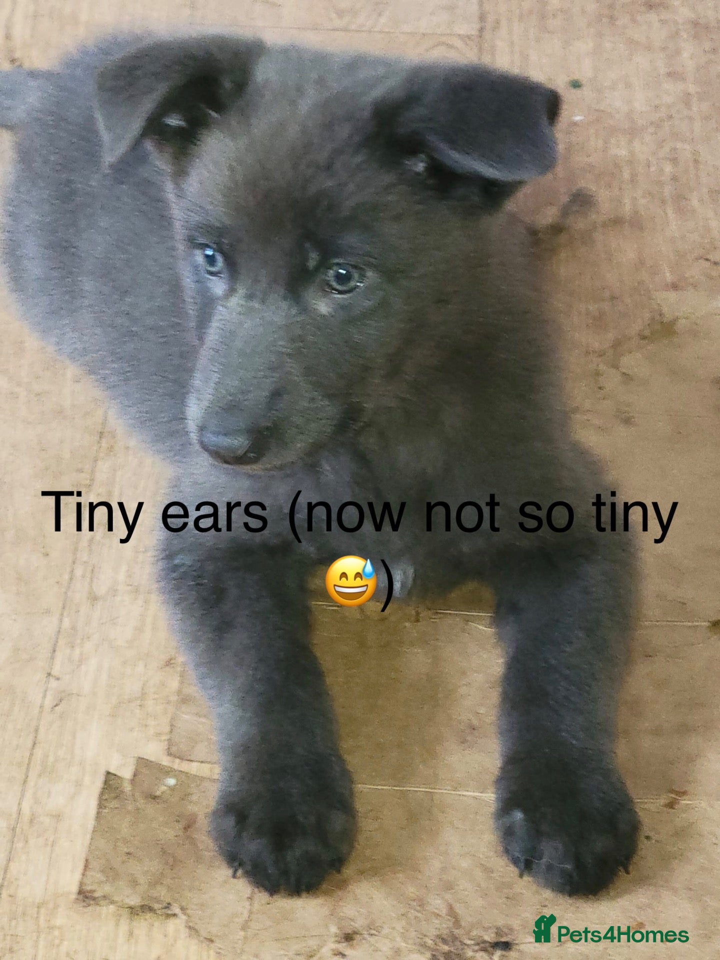 Mixed Breed dogs BLUE German shepherd x Tibetan mastiff 3 left  - Advert 6