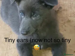Mixed Breed dogs BLUE German shepherd x Tibetan mastiff 3 left - Advert 6