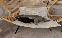 British Shorthair cats for sale: British Shorthair mix kitten needs a loving Rehome - Image 5